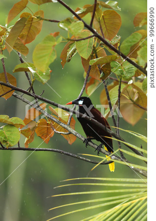 Montezuma Oropendola, Psarocolius montezuma, portrait of bird from Costa Rica, brown with black head and orange bill, tropical rain. Montezuma Oropendola, Psarocolius montezuma, portrait of bird from Costa Rica, brown with black head and orange bill, tropical rain. 99666990