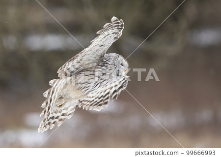 Grey Ural Owl, Strix uralensis fly through the winter forest. Beautiful bird in the nature habitat, Czech 99666993