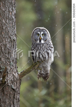 Great grey owl, Strix nebulosa, bird hunting in the forest. Owl sitting on old tree branch with light forest in background 99666994