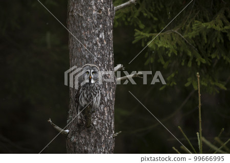 Owl in forest, Sweden. Great grey owl, Strix nebulosa, sitting on broken tree branch with green forest in background Owl in forest, Sweden. Great grey owl, Strix nebulosa, sitting on broken tree branch with green forest in background 99666995