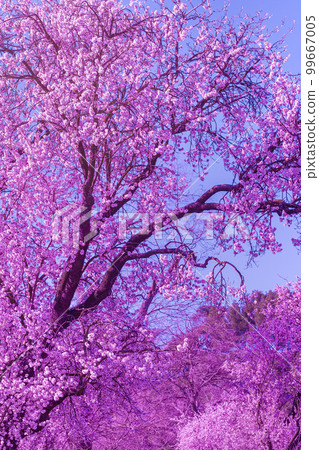 background of landscape with almond blossom 99667005