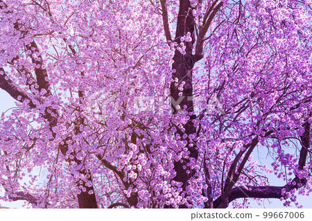background of landscape with almond blossom 99667006