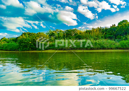 Mangrove forests of Amami Oshima Mangrove forests of Amami Oshima 99667522