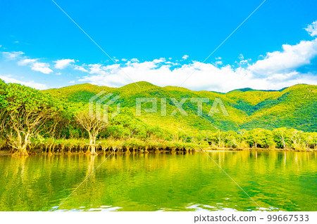 Mangrove forests of Amami Oshima 99667533