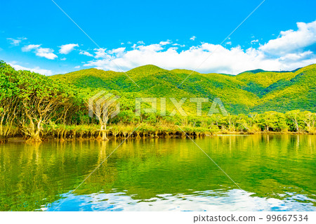 Mangrove forests of Amami Oshima 99667534