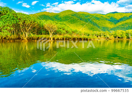 Mangrove forests of Amami Oshima 99667535