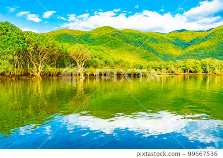 Mangrove forests of Amami Oshima 99667536