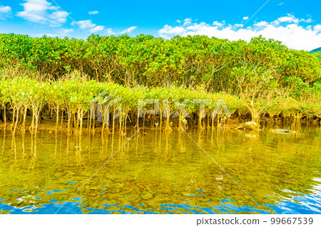 Mangrove forests of Amami Oshima 99667539