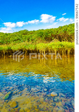 Mangrove forests of Amami Oshima 99667542