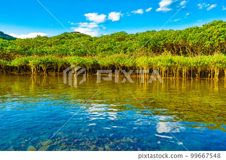 Mangrove forests of Amami Oshima 99667548