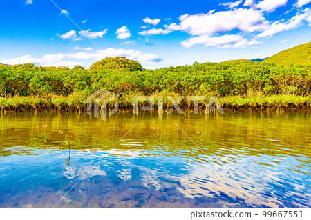 Mangrove forests of Amami Oshima Mangrove forests of Amami Oshima 99667551