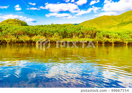 奄美大島的紅樹林 99667554