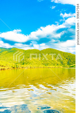 奄美大島的紅樹林 99667564