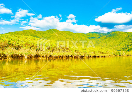 Mangrove forests of Amami Oshima 99667568