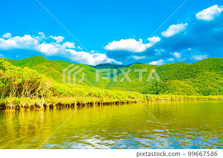 奄美大島的紅樹林 99667586