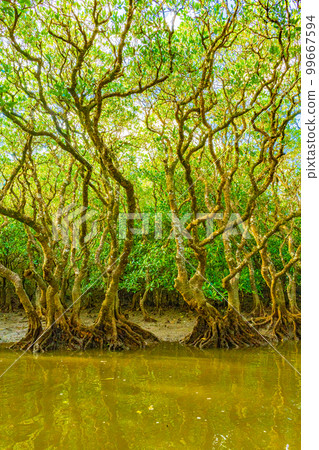 奄美大島的紅樹林 99667594