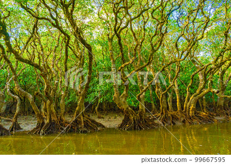 奄美大島的紅樹林 99667595