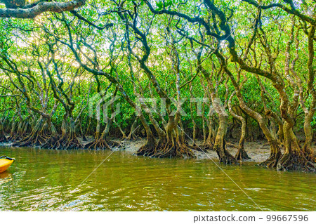 奄美大島的紅樹林 奄美大島的紅樹林 99667596