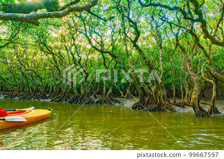 奄美大島的紅樹林 99667597