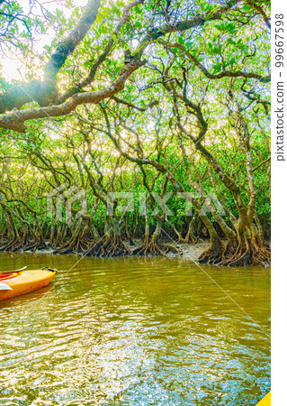 奄美大島的紅樹林 奄美大島的紅樹林 99667598