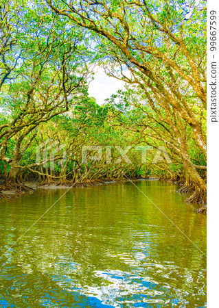 奄美大島的紅樹林 99667599
