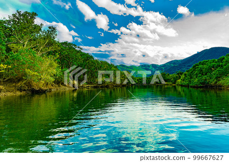 奄美大島的紅樹林 99667627