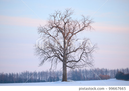 Winter big tree Winter big tree 99667665