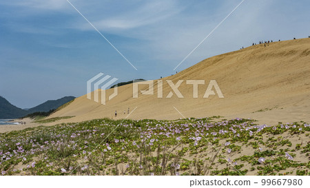 Bindweed blooms in the Tottori Sand Dunes 99667980