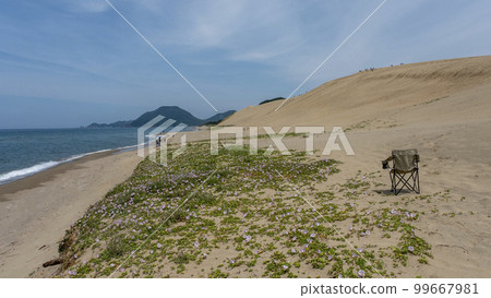Bindweed blooms in the Tottori Sand Dunes Bindweed blooms in the Tottori Sand Dunes 99667981