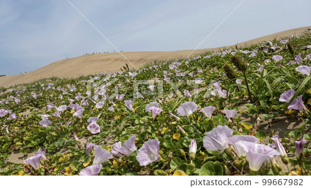 Bindweed blooms in the Tottori Sand Dunes Bindweed blooms in the Tottori Sand Dunes 99667982