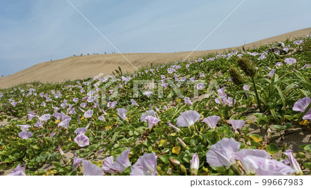 Bindweed blooms in the Tottori Sand Dunes Bindweed blooms in the Tottori Sand Dunes 99667983
