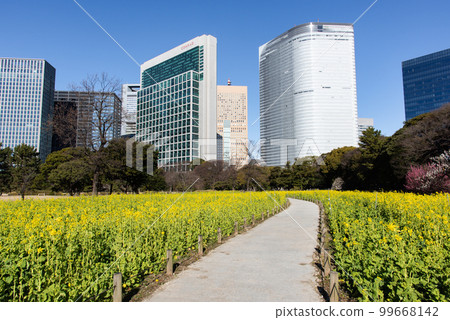 Rape flower field of Hamarikyu 99668142