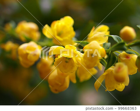 柊南天竹花特寫 柊南天竹花特寫 99668363