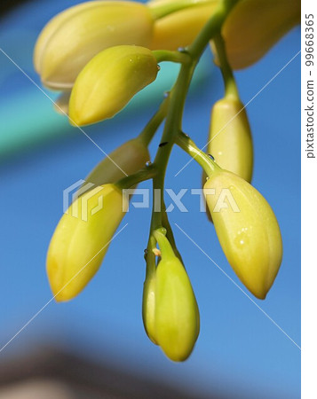 大花蕙蘭花蕾特寫 大花蕙蘭花蕾特寫 99668365