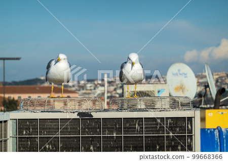 Seagulls on roof of modern building 99668366
