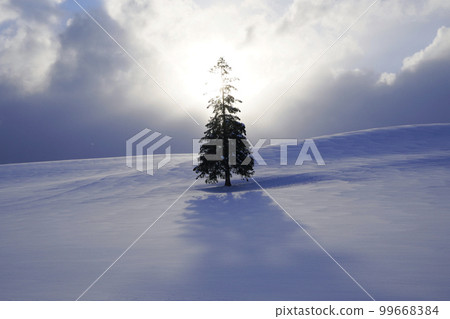 雪地裡的聖誕樹 雪地裡的聖誕樹 99668384