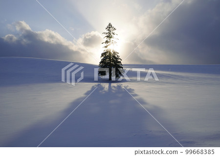 雪地裡的聖誕樹 雪地裡的聖誕樹 99668385