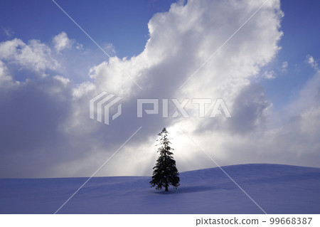 Christmas tree tree in the snow 99668387