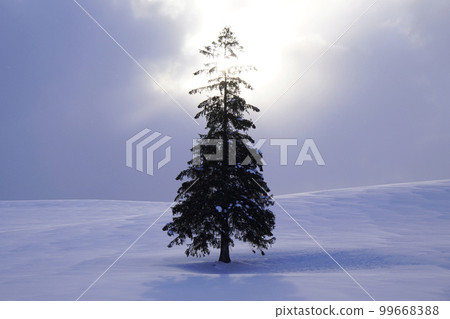 Christmas tree tree in the snow Christmas tree tree in the snow 99668388