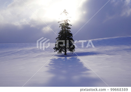 Christmas tree tree in the snow Christmas tree tree in the snow 99668389