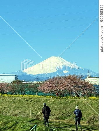 河津櫻和富士山 河津櫻和富士山 99668533