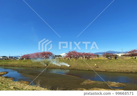 茅崎小出川沿岸的河津櫻花 99668571