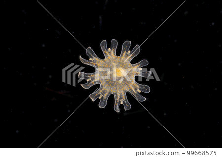 Octopus jellyfish Ephyra larvae Octopus jellyfish Ephyra larvae 99668575
