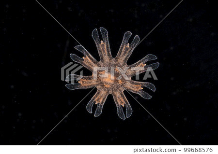 Ephyra larvae of moon jellyfish 99668576