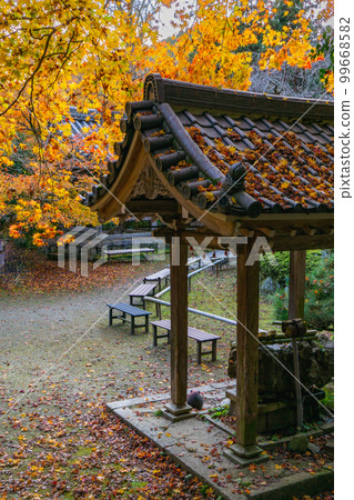 京都西山 Konzoji 寺的秋葉，京都 Temizuya 99668582