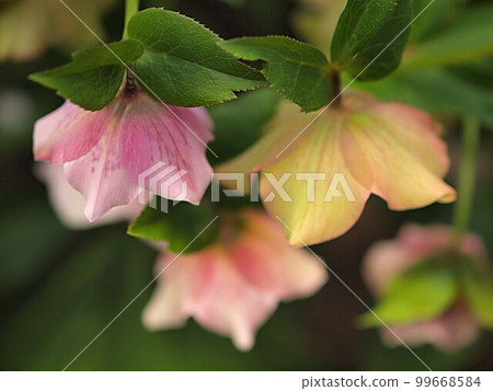 關閉粉紅色的聖誕玫瑰花 關閉粉紅色的聖誕玫瑰花 99668584