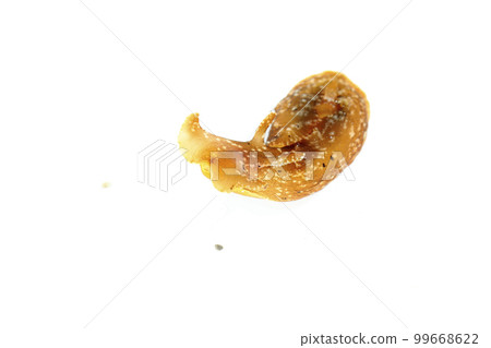 海兔 海兔 99668622