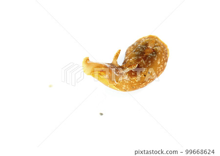 Aplysia Aplysia 99668624