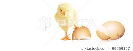 Little cute baby chick for easter. Yellow newborn baby chick. 99669307