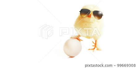 Funny cute baby chick with sunglasses and eggs. Funny cute baby chick with sunglasses and eggs. 99669308